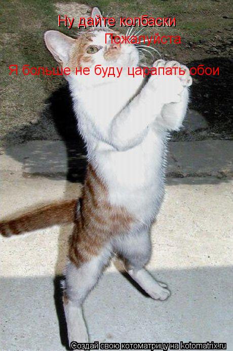 Котоматрица: Ну дайте колбаски Ну дайте колбаски Пожалуйста Я больше не буду царапать обои