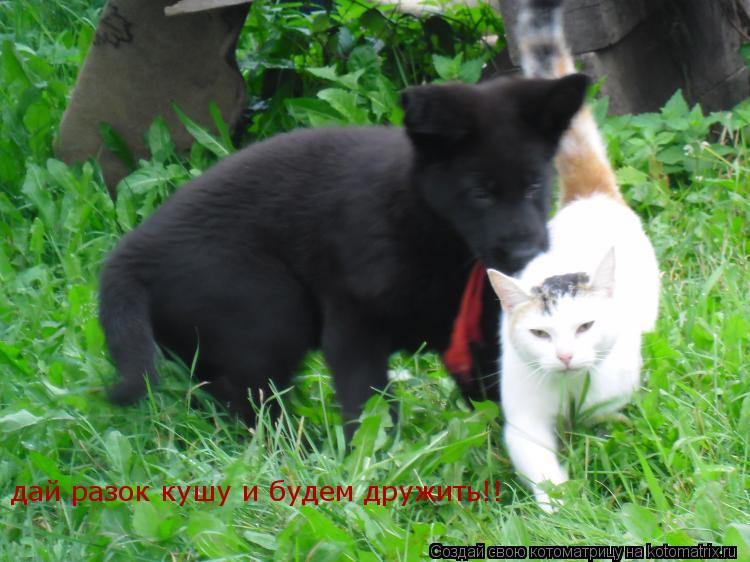 Котоматрица: дай разок кушу и будем дружить!!
