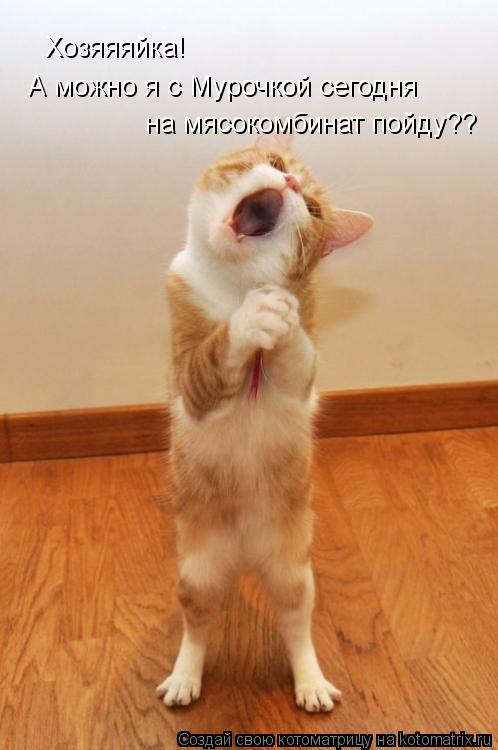 Котоматрица: Хозяяяйка! А можно я с Мурочкой сегодня  на мясокомбинат пойду??