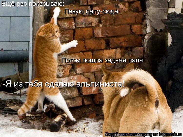 Котоматрица: Ещё раз показываю: Левую лапу-сюда Потом пошла задняя лапа -Я из тебя сделаю альпиниста!