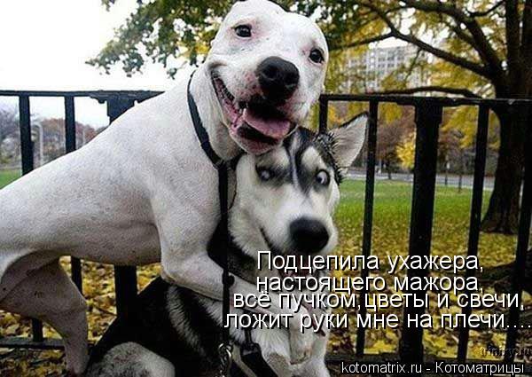 Котоматрица: Подцепила ухажера, настоящего мажора, всё пучком,цветы и свечи, ложит руки мне на плечи....