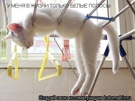 У МЕНЯ В ЖИЗНИ ТОЛЬКО БЕЛЫЕ ПОЛОСЫ... Котоматрица: У МЕНЯ В ЖИЗНИ ТОЛЬКО БЕЛЫЕ ПОЛОСЫ