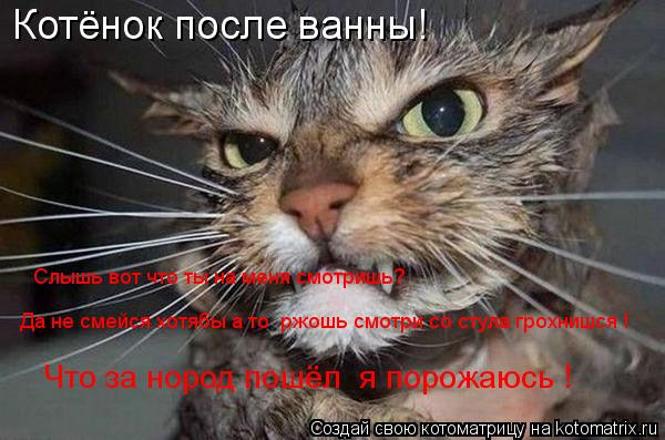 Котёнок после ванны! Слышь вот что ты на меня смотришь? Да не смейся хотябы а то ржошь смотри со ст... Котоматрица: Котёнок после ванны! Слышь вот что ты на меня смотришь? Да не смейся хотябы а то ржошь смотри со стула грохнишся ! Что за нород пошёл я порож