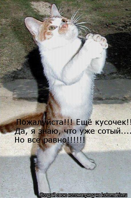 Пожалуйста!!! Ещё кусочек!!!!! Да, я знаю, что уже сотый....Но все равно!!!!!! Да, я знаю, что уже со... Котоматрица: Пожалуйста!!! Ещё кусочек!!!!! Да, я знаю, что уже сотый....Но все равно!!!!!! Да, я знаю, что уже сотый....Но все равно!!!!!! Но все равно!!!!!!