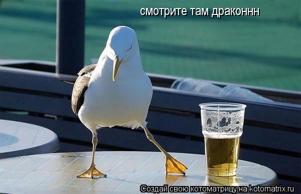 смотрите там драконнн... Котоматрица: смотрите там драконнн