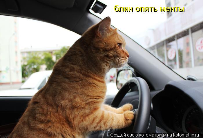 блин опять менты... Котоматрица: блин опять менты