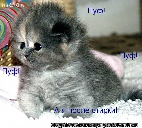 Пуф! Пуф! Пуф! А я после стирки!... Котоматрица: Пуф! Пуф! Пуф! А я после стирки!
