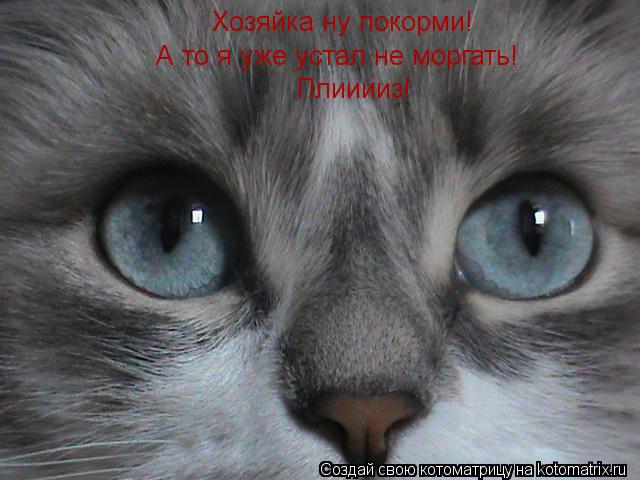 Плииииз! А то я уже устал не моргать! Хозяйка ну покорми!... Котоматрица: Плииииз! А то я уже устал не моргать! Хозяйка ну покорми!