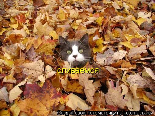Котоматрица: сливаемся