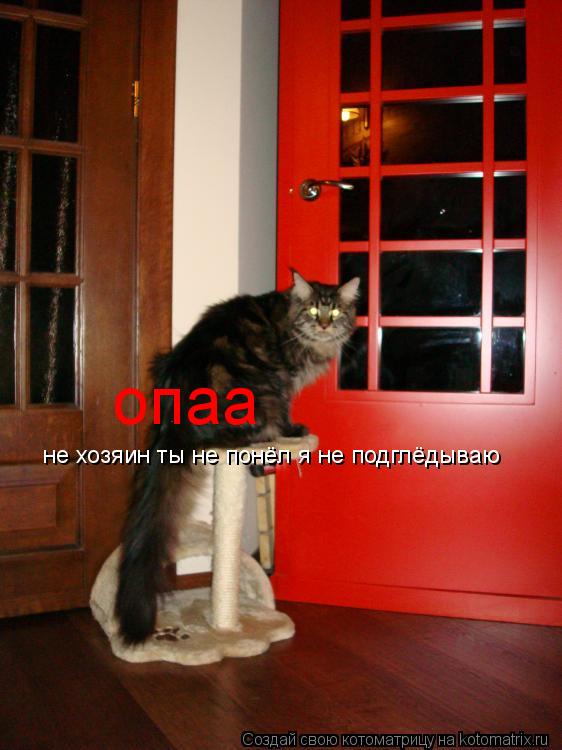 Котоматрица: опаа не хозяин ты не понёл я не подглёдываю