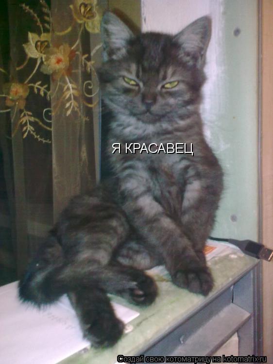 Котоматрица: Я КРАСАВЕЦ