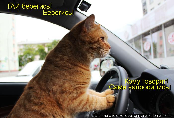 Котоматрица: ГАИ берегись! Берегись! Кому говорят! Сами напросились!