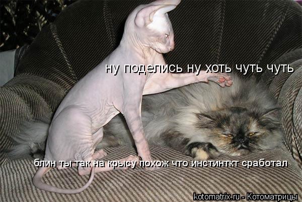 Котоматрица: ну поделись ну хоть чуть чуть блин ты так на крысу похож что инстинткт сработал