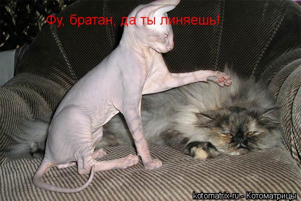 Котоматрица: Фу, братан, да ты линяешь!
