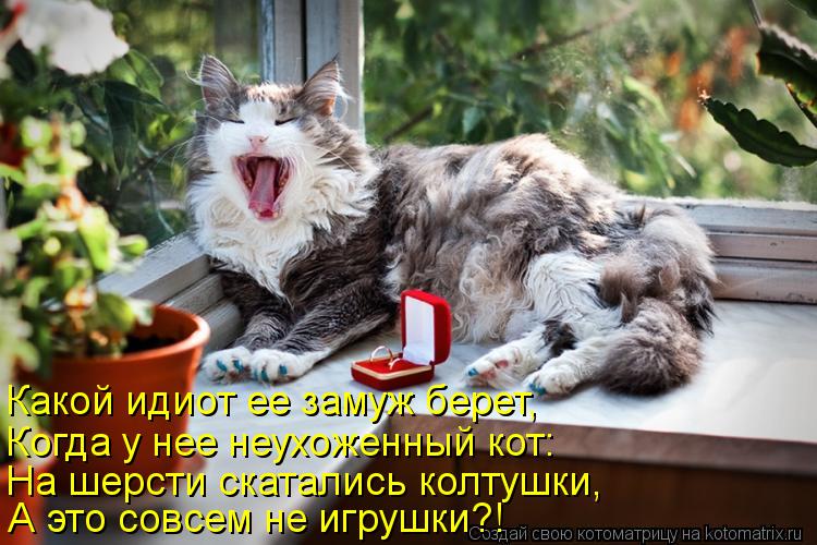 Какой идиот ее замуж берет, Когда у нее неухоженный кот: На шерсти скатались колтушки, А это совсем ... Котоматрица: Какой идиот ее замуж берет, Когда у нее неухоженный кот: На шерсти скатались колтушки, А это совсем не игрушки?!