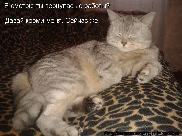 Котоматрица: Я смотрю ты вернулась с работы? Давай корми меня. Сейчас же. Я смотрю ты вернулась с работы? Давай корми меня. Сейчас же.