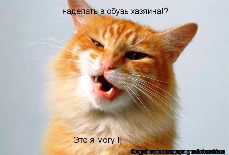 Котоматрица: наделать в обувь хазяина!? Это я могу!!!