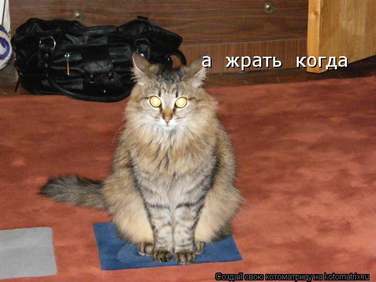 Котоматрица: а  жрать  когда