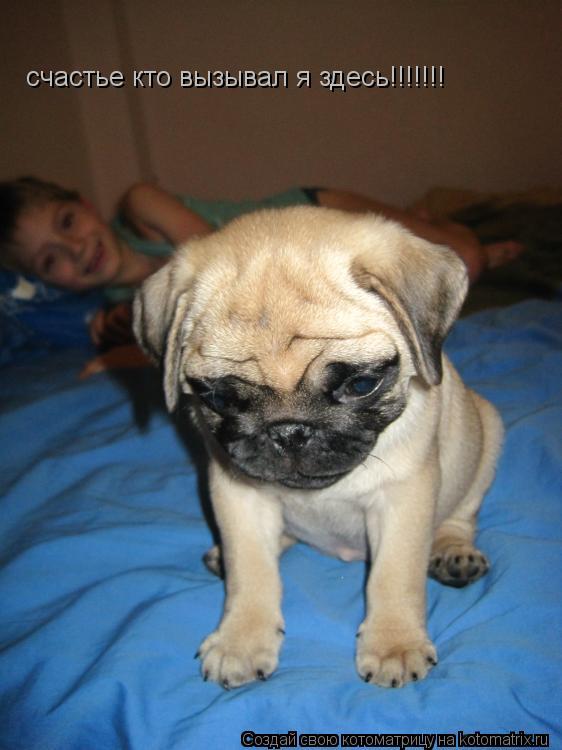 Котоматрица: счастье кто вызывал я здесь!!!!!!!