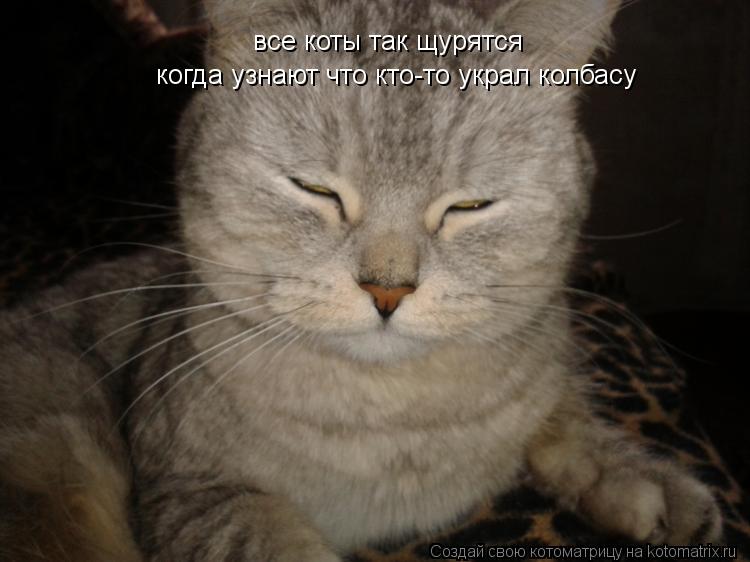 все коты так щурятся когда узнают что кто-то украл колбасу... Котоматрица: все коты так щурятся когда узнают что кто-то украл колбасу