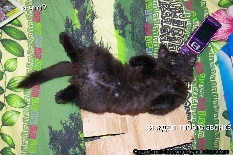 а что? я ждал твоего звонка... Котоматрица: а что? я ждал твоего звонка