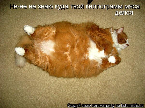 Не-не не знаю куда твой киллограмм мяса делся... Котоматрица: Не-не не знаю куда твой киллограмм мяса делся