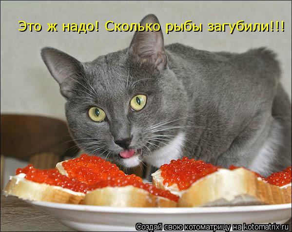Это ж надо! Сколько рыбы загубили!!!... Котоматрица: Это ж надо! Сколько рыбы загубили!!!