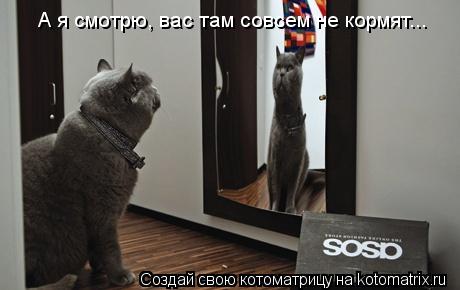 А я смотрю, вас там совсем не кормят...... Котоматрица: А я смотрю, вас там совсем не кормят...