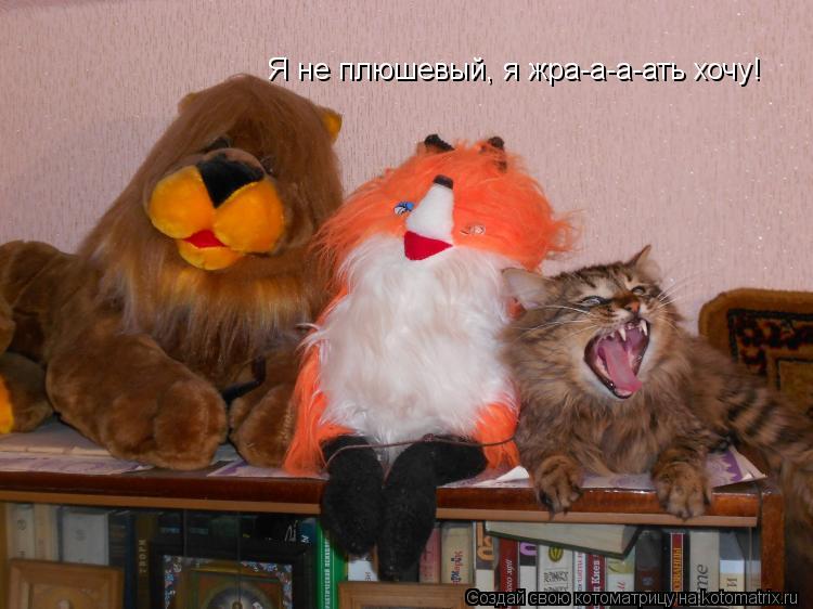 Я не плюшевый, я жра-а-а-ать хочу!... Котоматрица: Я не плюшевый, я жра-а-а-ать хочу!