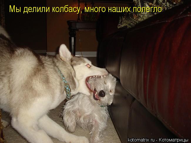 Мы делили колбасу, много наших полегло... Котоматрица: Мы делили колбасу, много наших полегло
