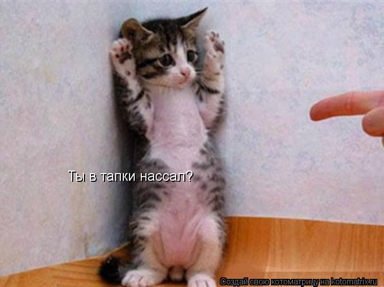Ты в тапки нассал?... Котоматрица: Ты в тапки нассал?