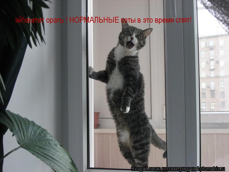эй!хватит орать ! НОРМАЛЬНЫЕ коты в это время спят!... Котоматрица: эй!хватит орать ! НОРМАЛЬНЫЕ коты в это время спят!