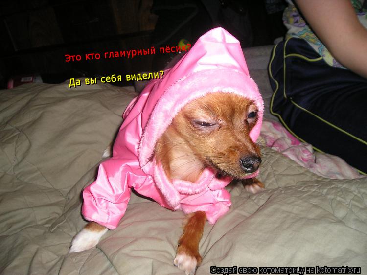 Это кто гламурный пёсик? Да вы себя видели?... Котоматрица: Это кто гламурный пёсик? Да вы себя видели?