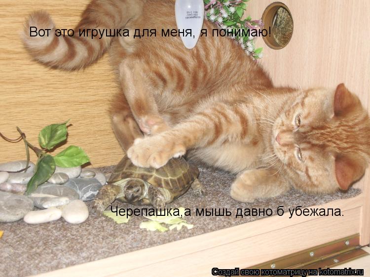 Вот это игрушка для меня, я понимаю! Черепашка,а мышь давно б убежала.... Котоматрица: Вот это игрушка для меня, я понимаю! Черепашка,а мышь давно б убежала.