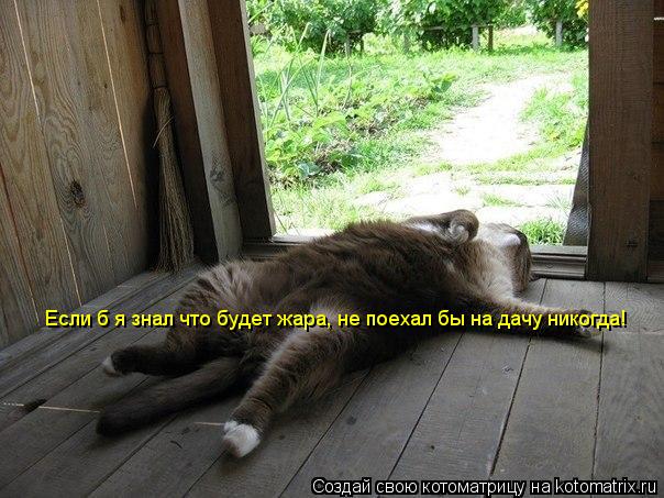 Если б я знал что будет жара, не поехал бы на дачу никогда!... Котоматрица: Если б я знал что будет жара, не поехал бы на дачу никогда!