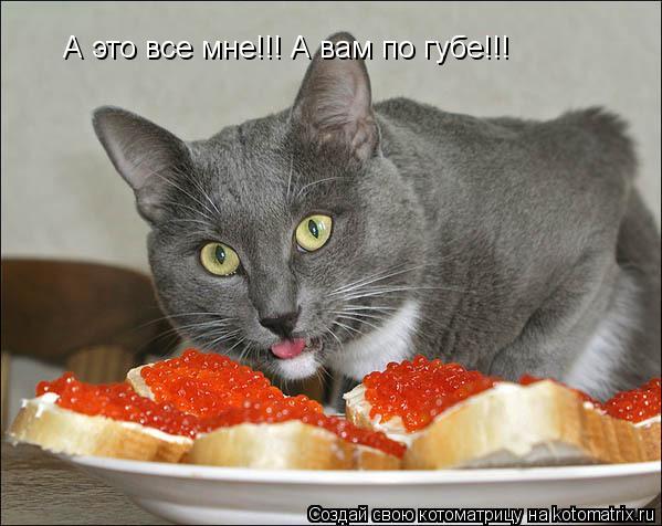 Котоматрица: А это все мне!!! А вам по губе!!!