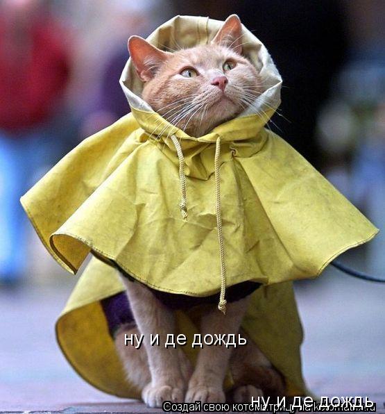 ну и де дождь ну и де дождь... Котоматрица: ну и де дождь ну и де дождь