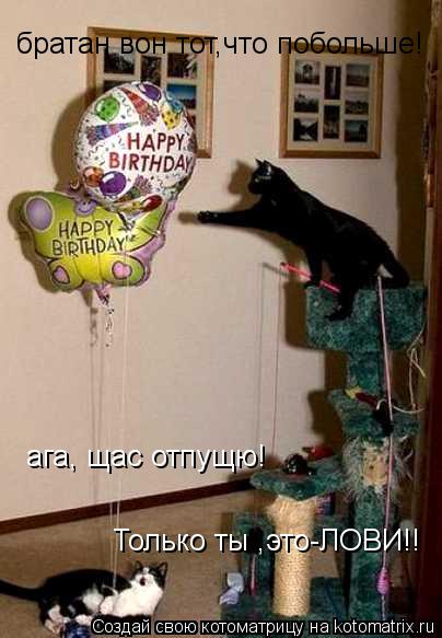 братан вон тот,что побольше! ага, щас отпущю! Только ты ,это-ЛОВИ!!... Котоматрица: братан вон тот,что побольше! ага, щас отпущю! Только ты ,это-ЛОВИ!!