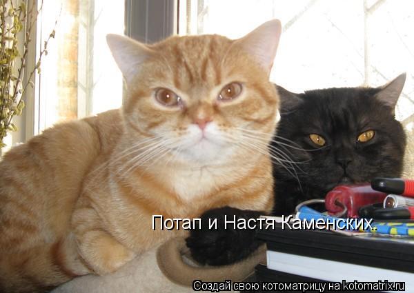 Потап и Настя Каменских.... Котоматрица: Потап и Настя Каменских.