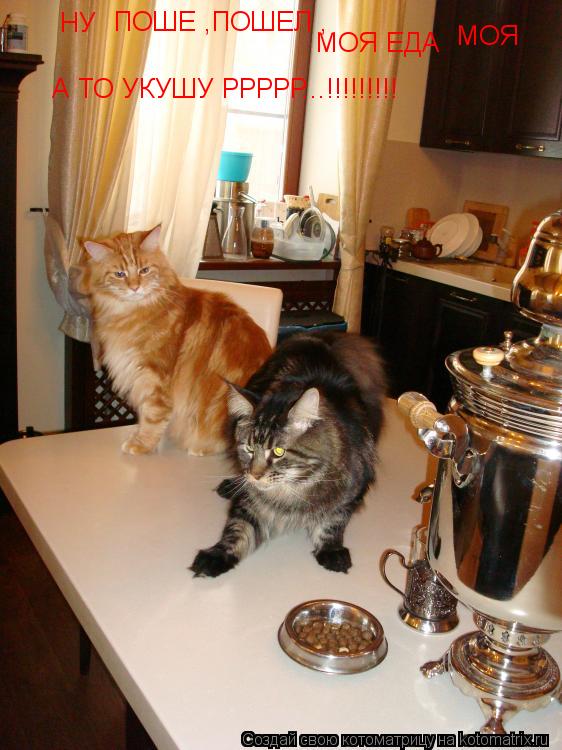 НУ ПОШЕ ,ПОШЕЛ , МОЯ ЕДА МОЯ А ТО УКУШУ РРРРР...!!!!!!!!!... Котоматрица: НУ ПОШЕ ,ПОШЕЛ , МОЯ ЕДА МОЯ А ТО УКУШУ РРРРР...!!!!!!!!!