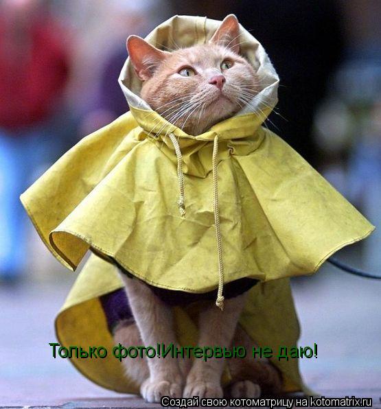 Только фото!Интервью не даю!... Котоматрица: Только фото!Интервью не даю!