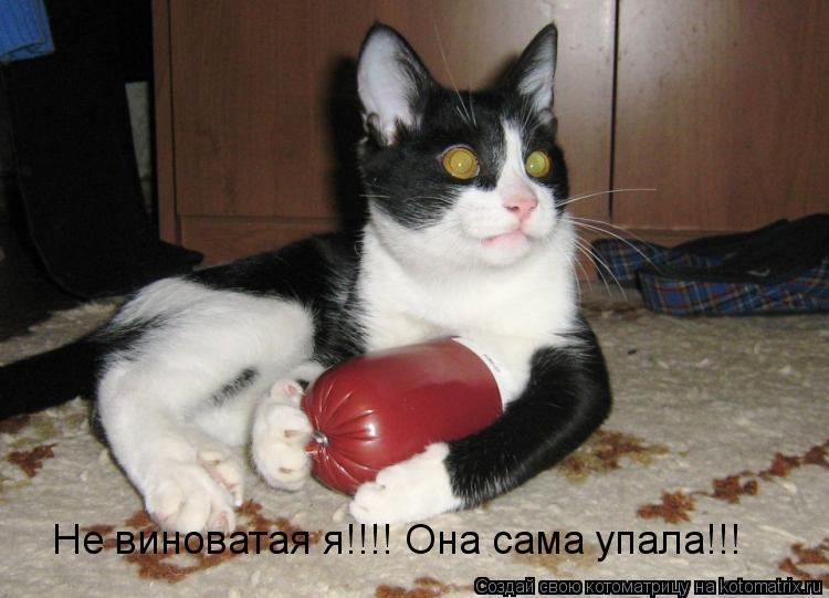 Не виноватая я!!!! Она сама упала!!!... Котоматрица: Не виноватая я!!!! Она сама упала!!!