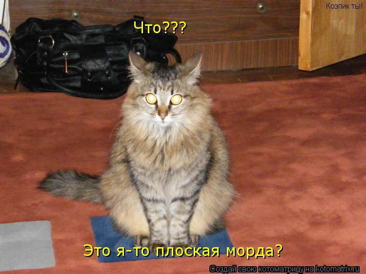 Что??? Это я-то плоская морда? Козлик ты!... Котоматрица: Что??? Это я-то плоская морда? Козлик ты!