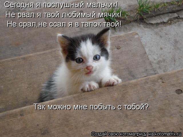 Сегодня я послушный мальчик! Не рвал я твой любимый мячик! Не срал,не ссал я в тапок твой! Так можно ... Котоматрица: Сегодня я послушный мальчик! Не рвал я твой любимый мячик! Не срал,не ссал я в тапок твой! Так можно мне побыть с тобой?