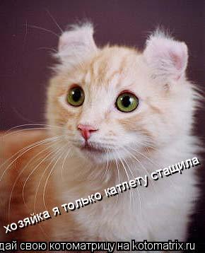 хозяйка я только катлету стащила... Котоматрица: хозяйка я только катлету стащила