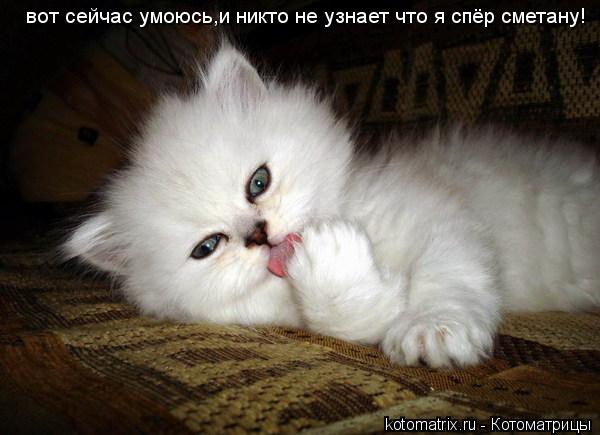 вот сейчас умоюсь,и никто не узнает что я спёр сметану!... Котоматрица: вот сейчас умоюсь,и никто не узнает что я спёр сметану!