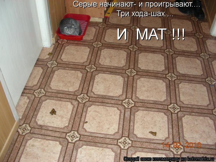 Серые начинают- и проигрывают.... Три хода-шах.... И МАТ !!!... Котоматрица: Серые начинают- и проигрывают.... Три хода-шах.... И МАТ !!!