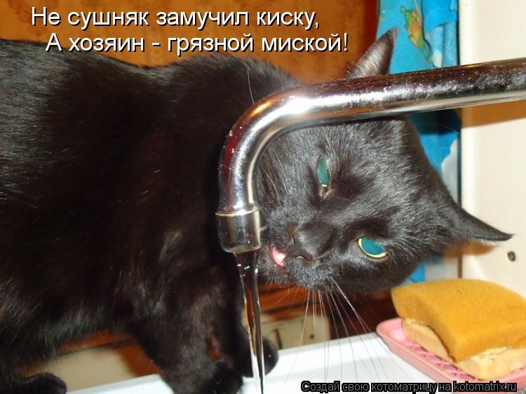 Не сушняк замучил киску, А хозяин - грязной миской!... Котоматрица: Не сушняк замучил киску, А хозяин - грязной миской!