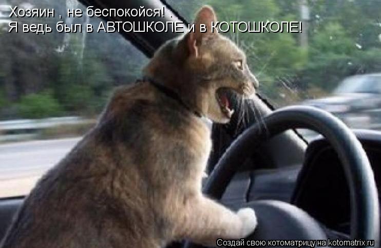 Хозяин , не беспокойся! . Я ведь был в АВТОШКОЛЕ и в КОТОШКОЛЕ!... Котоматрица: Хозяин , не беспокойся! . Я ведь был в АВТОШКОЛЕ и в КОТОШКОЛЕ!