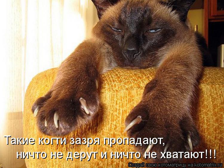Такие когти зазря пропадают, ничто не дерут и ничто не хватают!!!... Котоматрица: Такие когти зазря пропадают, ничто не дерут и ничто не хватают!!!